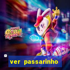 ver passarinho morto significado espiritual